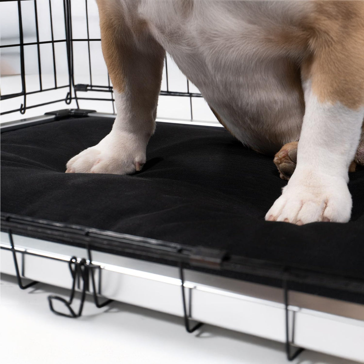 Chew Proof Armored™ Replacement Pad
