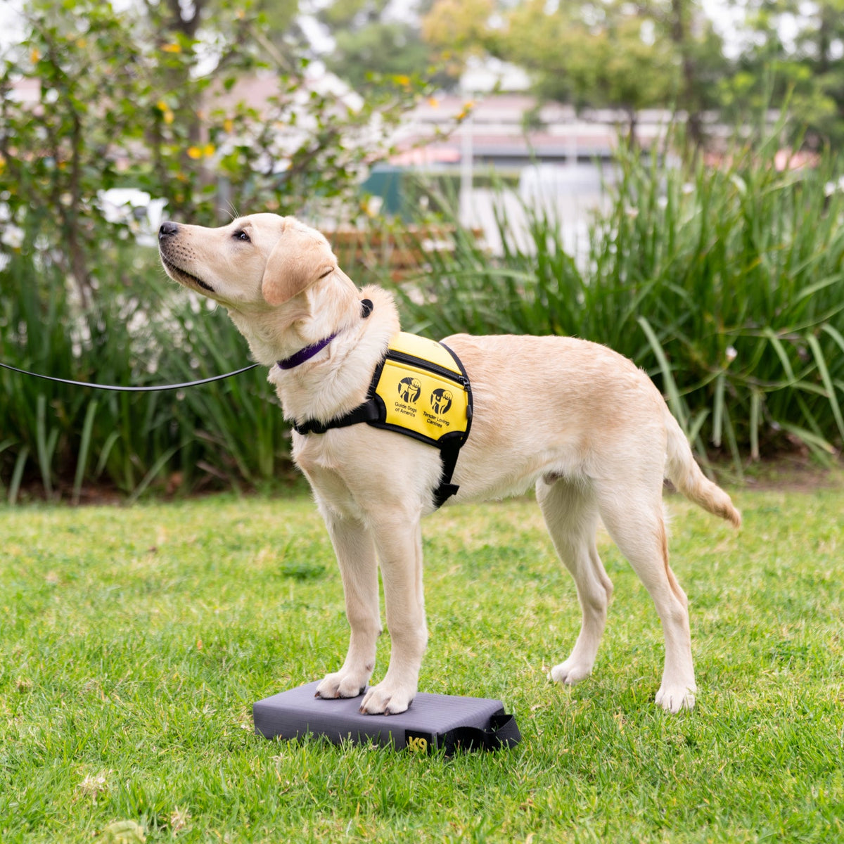 K9 Training™ Target Block